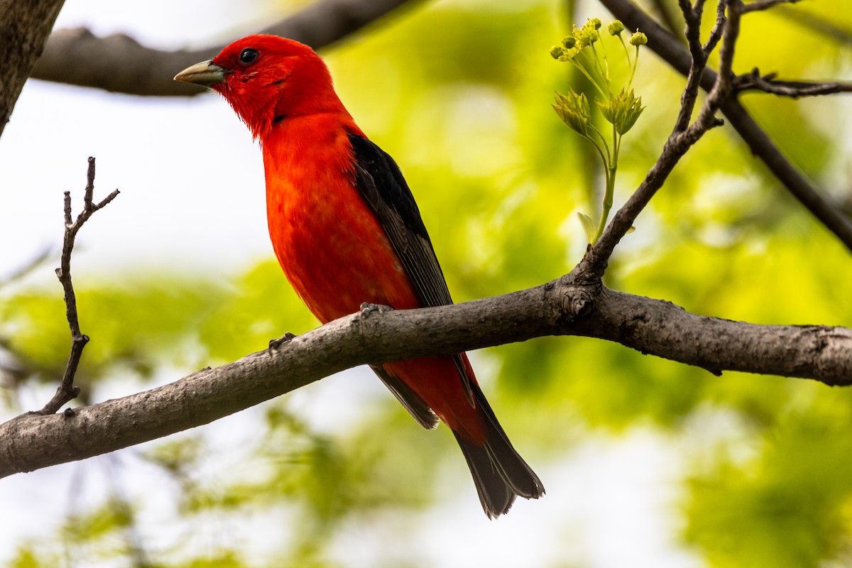 Scarlet Tanager - Maggie P