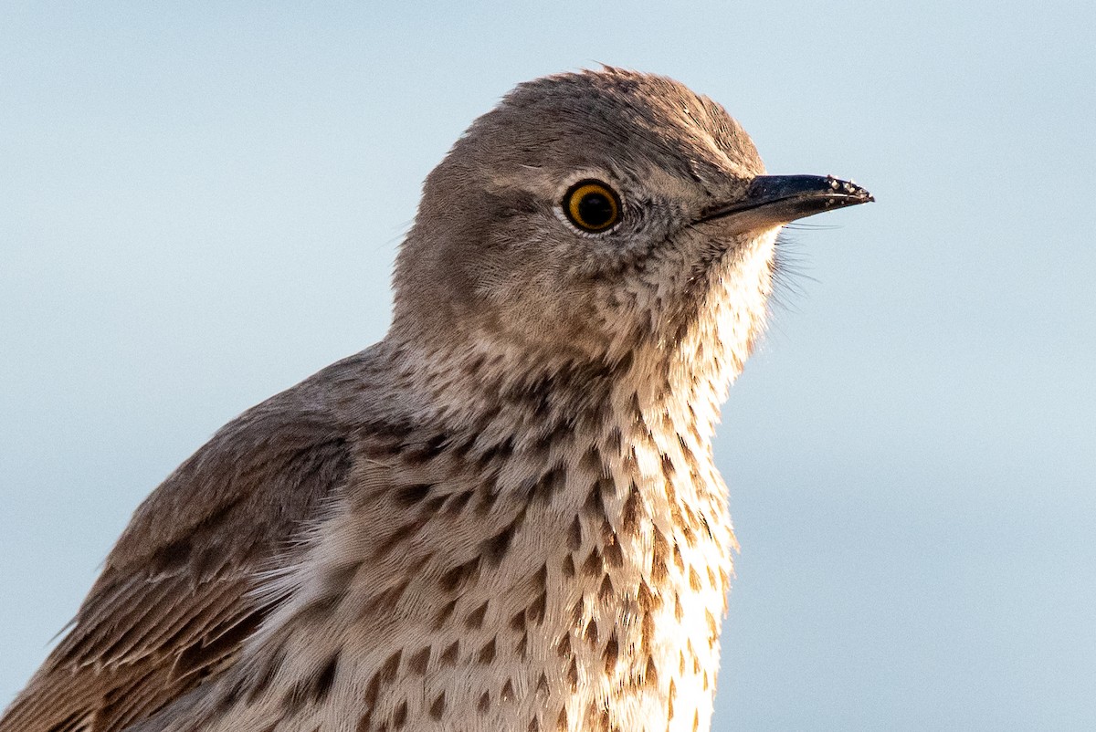 Sage Thrasher - ML618007531