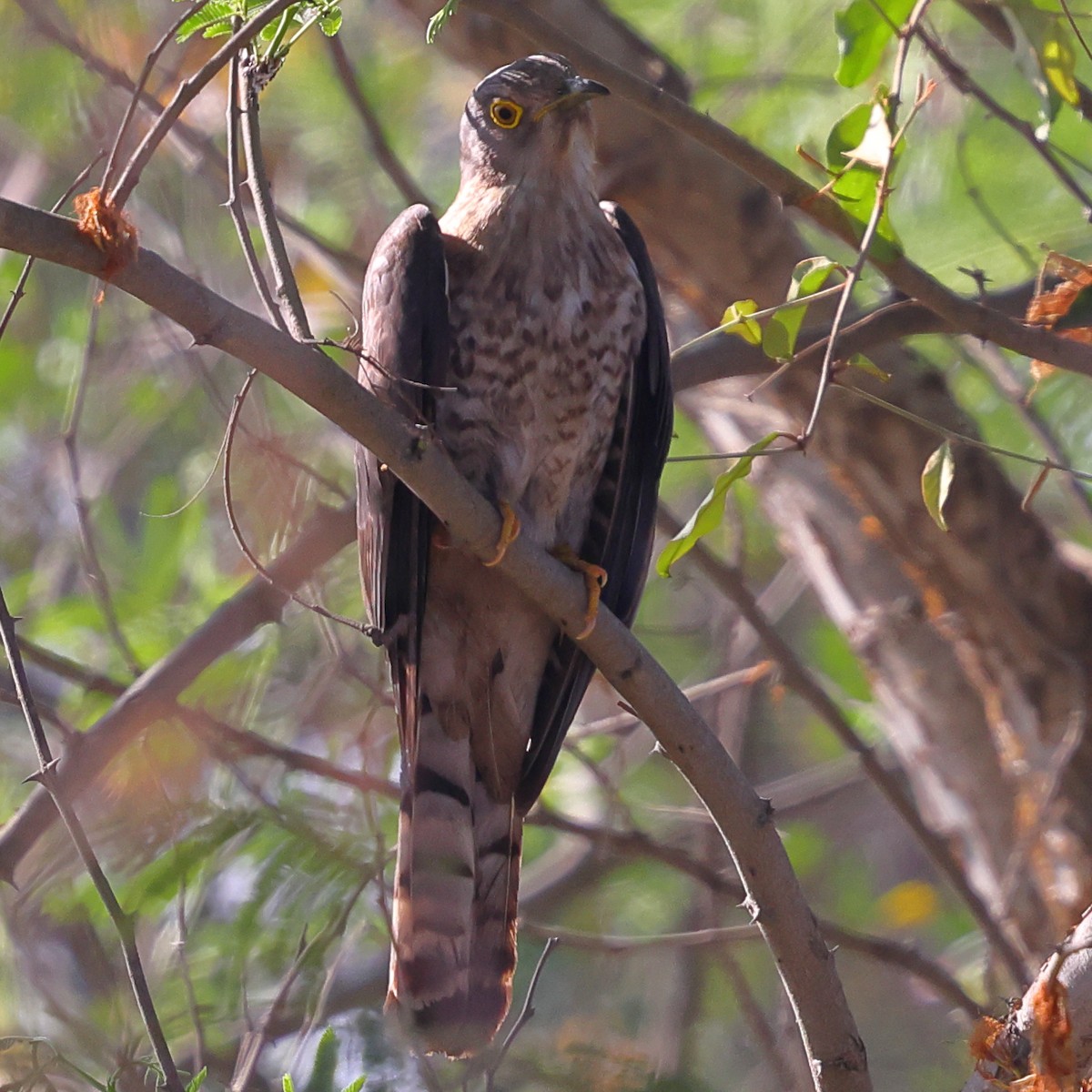 Common Hawk-Cuckoo - ML618007539