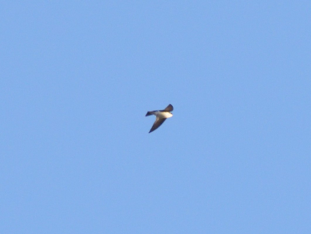 Tree Swallow - ML618007574