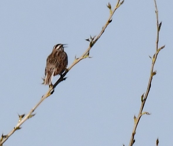 Eastern Meadowlark - Kristen Cart