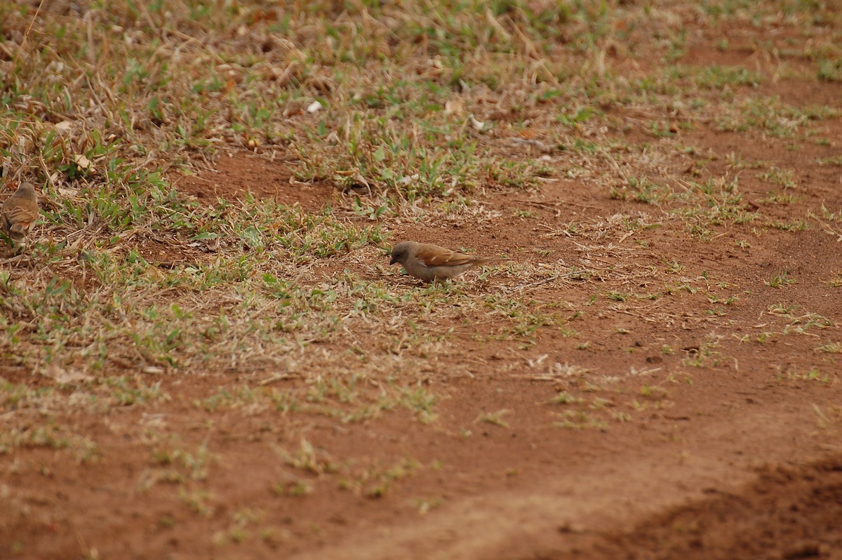 Southern Gray-headed Sparrow - ML618007623