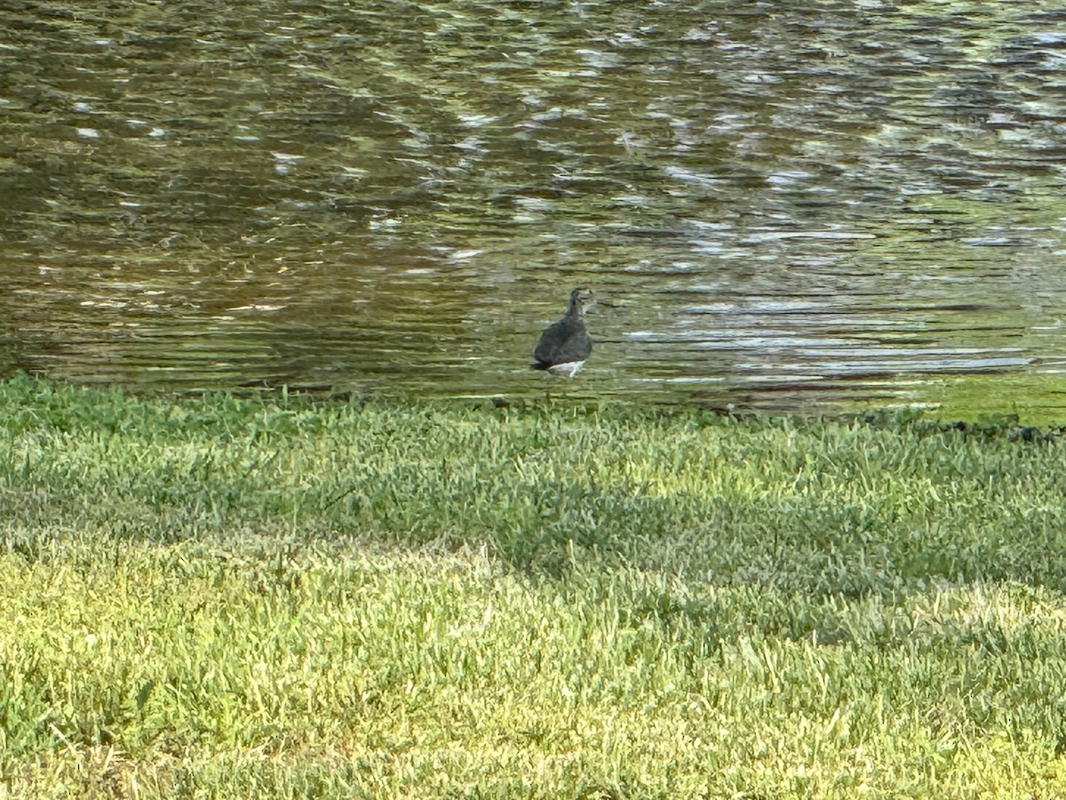 Solitary Sandpiper - ML618007654