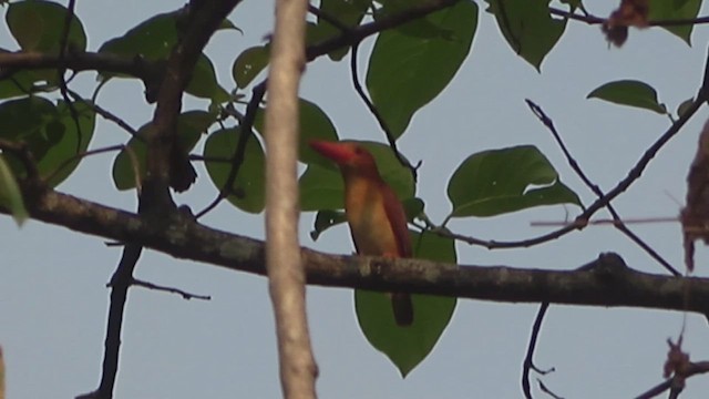 Ruddy Kingfisher - ML618007710