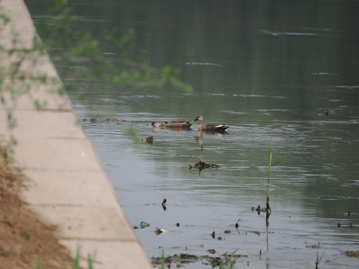 Eastern Spot-billed Duck - ML618007839