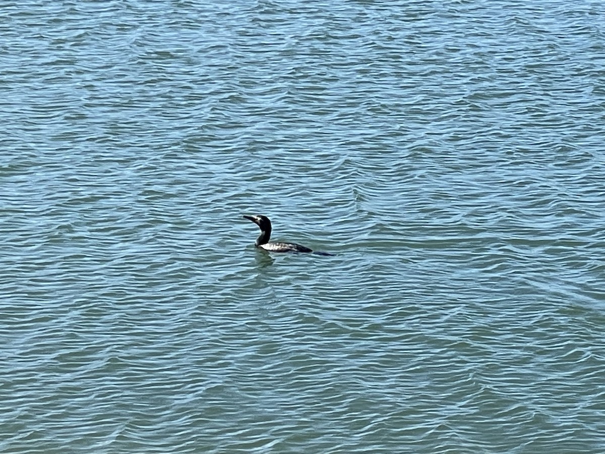 Double-crested Cormorant - ML618007862