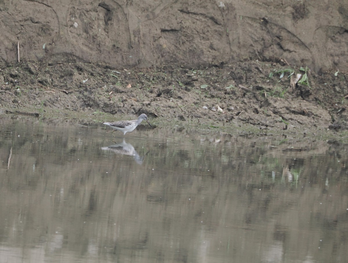 Common Greenshank - ML618007875