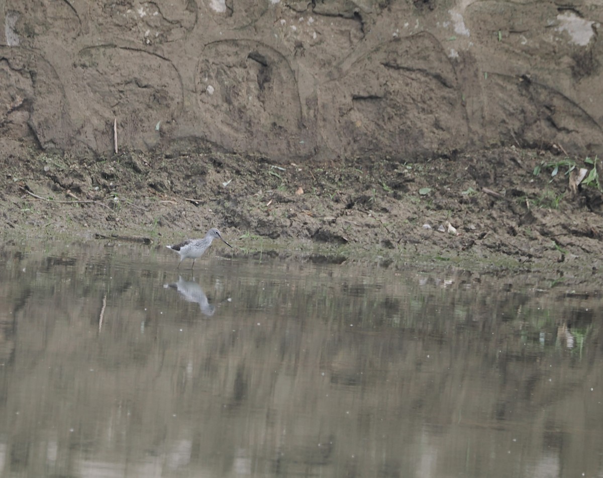 Common Greenshank - ML618007876