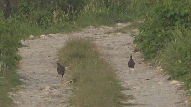 Swamp Francolin - ML618007886