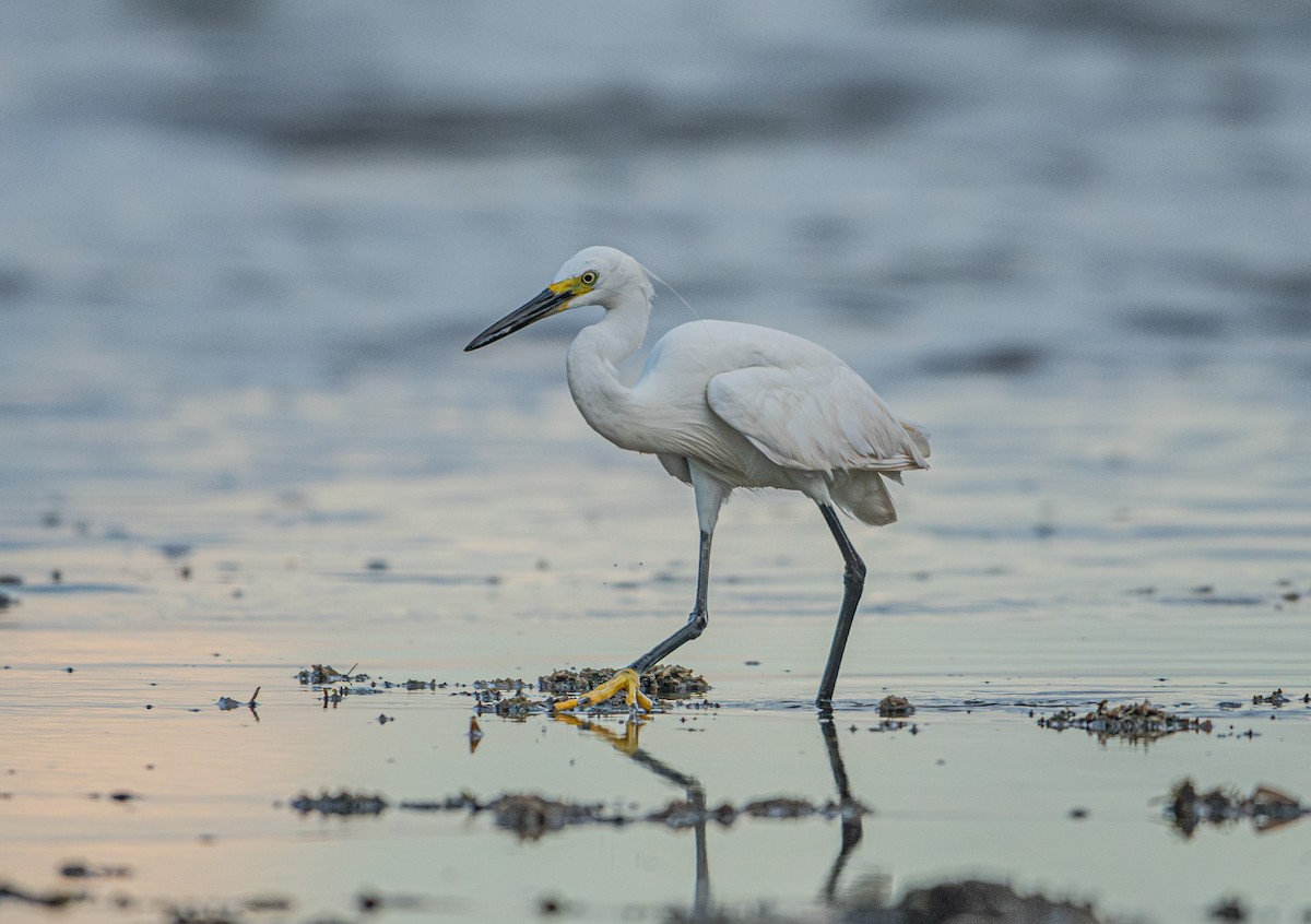 Little Egret - ML618007901