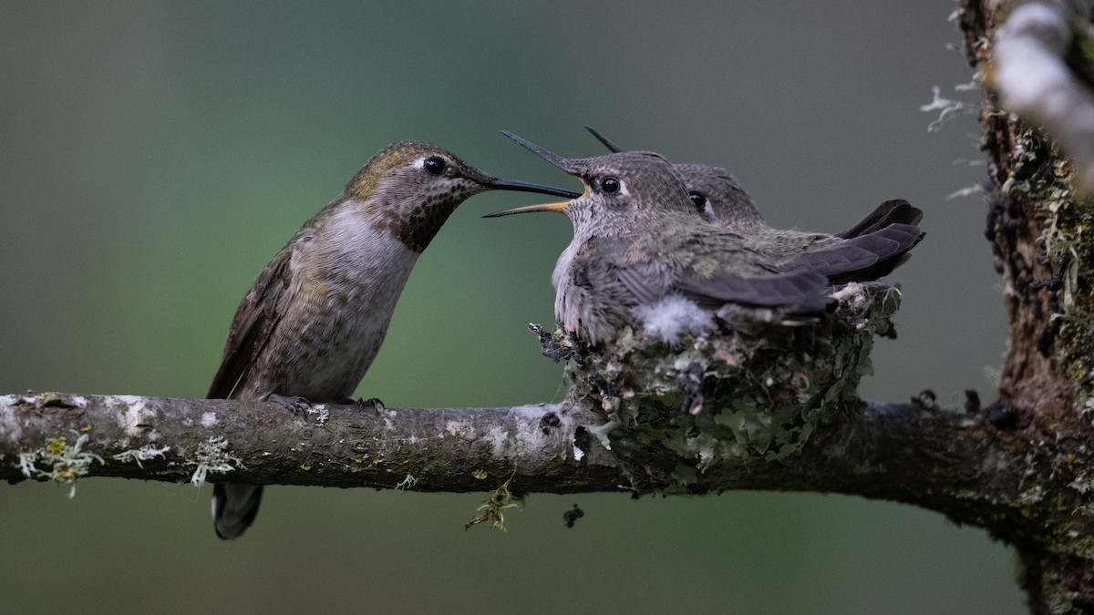 Anna's Hummingbird - ML618007917