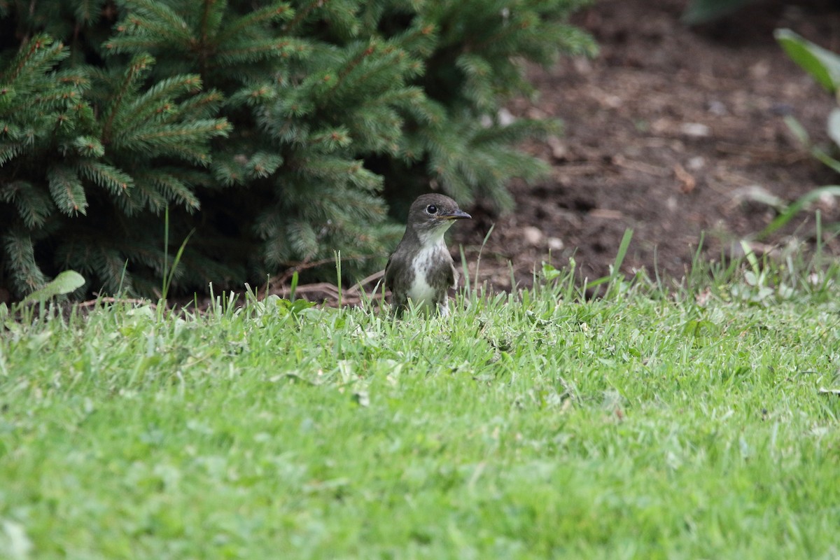 Olive-sided Flycatcher - ML618007945