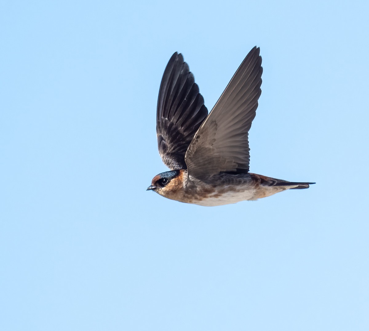Cave Swallow - ML618007973