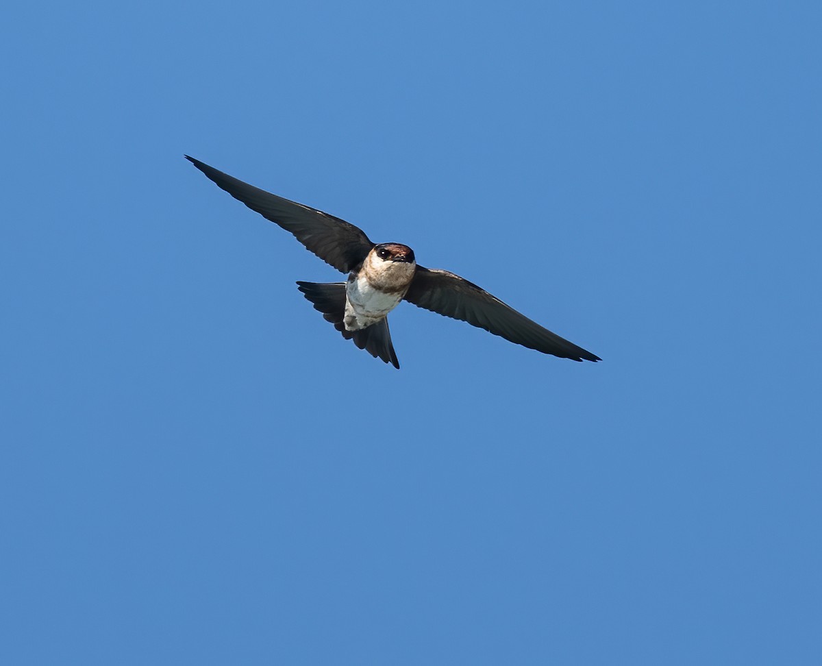 Golondrina Pueblera - ML618007977