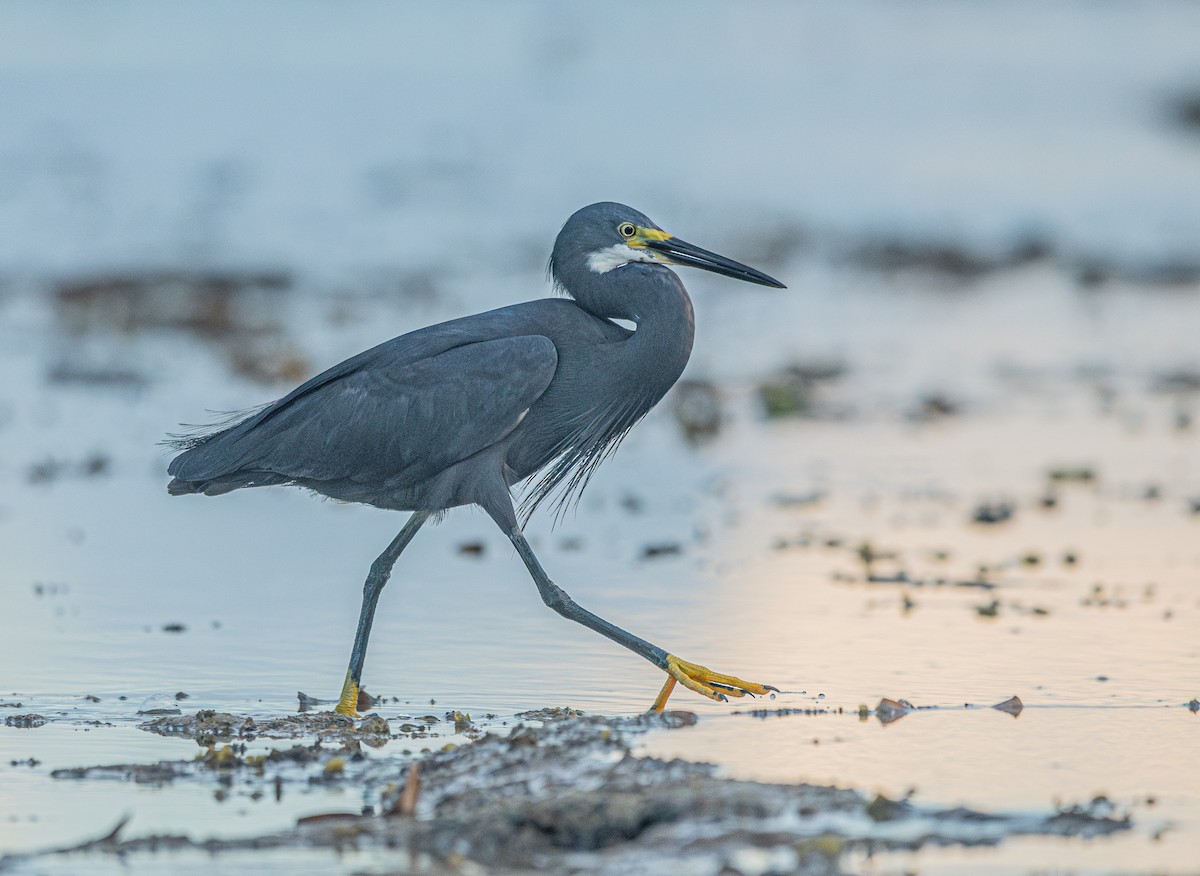 Little Egret (Dimorphic) - ML618007984