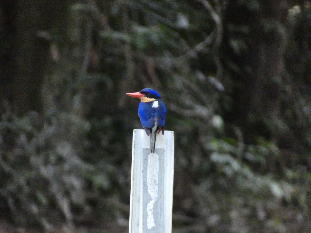 Buff-breasted Paradise-Kingfisher - ML618007988