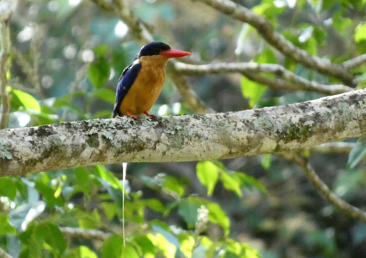 Buff-breasted Paradise-Kingfisher - ML618008000