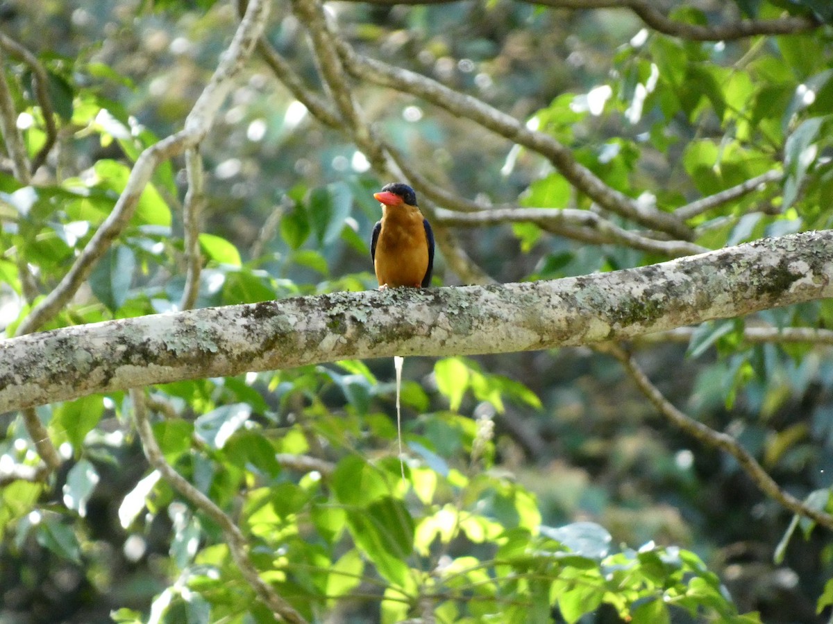 Buff-breasted Paradise-Kingfisher - ML618008001