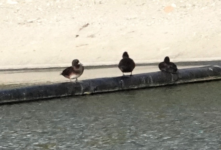 New Zealand Scaup - ML618008002