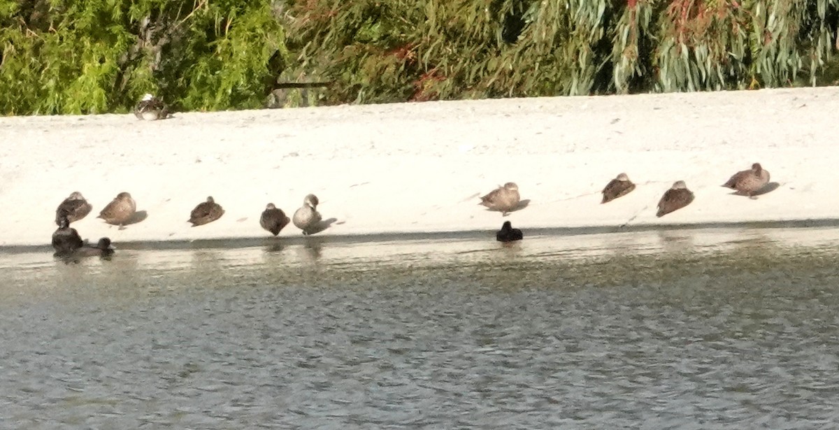 Mallard x Pacific Black Duck (hybrid) - ML618008011