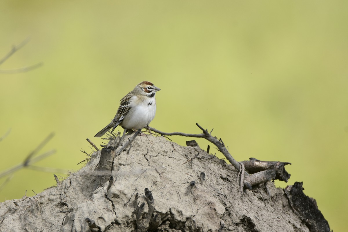 Lark Sparrow - ML618008015