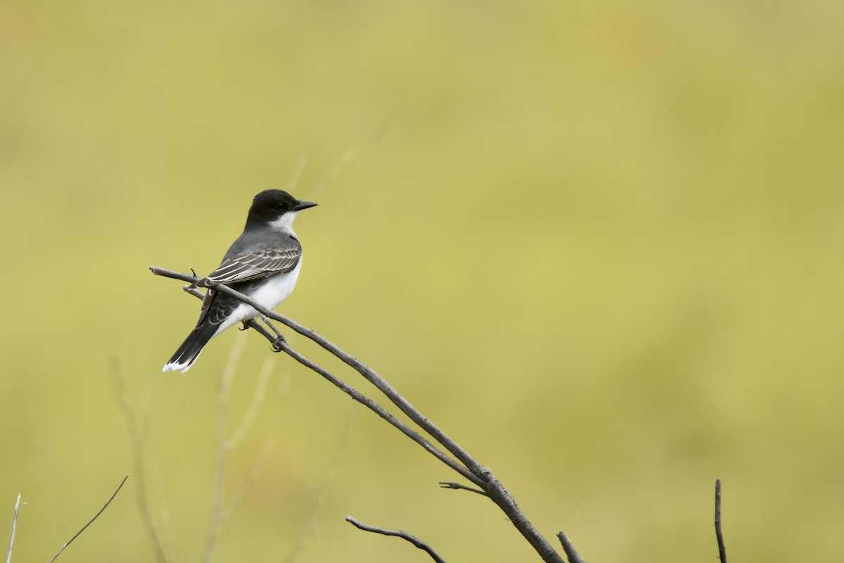 Eastern Kingbird - ML618008025