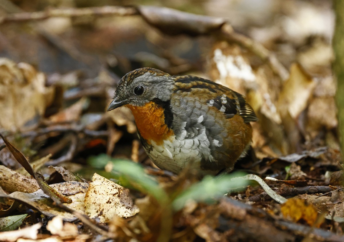 Australian Logrunner - Julie Sarna