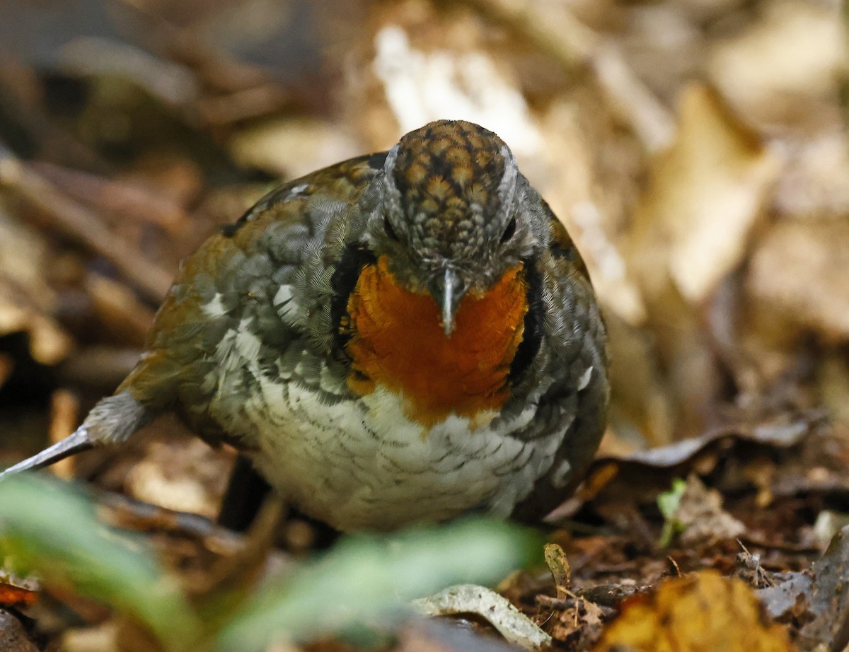 Australian Logrunner - ML618008034