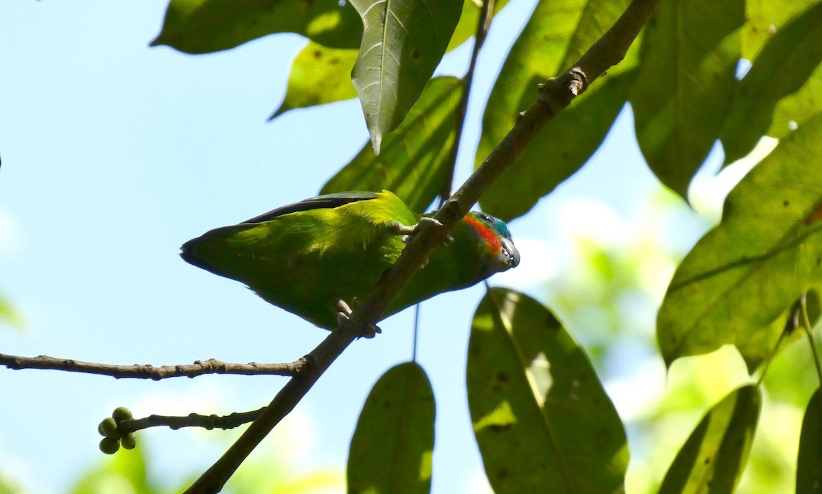 Double-eyed Fig-Parrot - Ian Starling