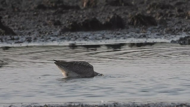 Asian Dowitcher - ML618008056