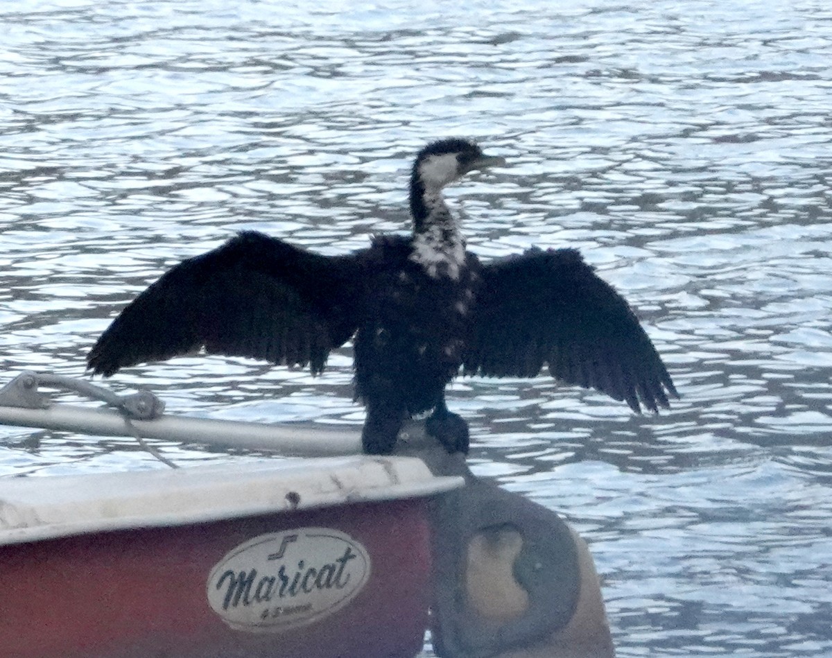 Little Pied Cormorant - ML618008058