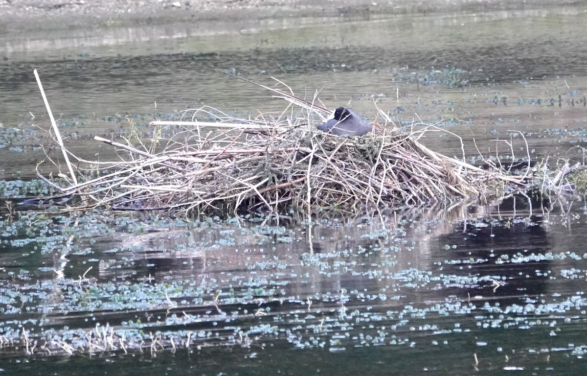 Eurasian Coot - Peter Woodall