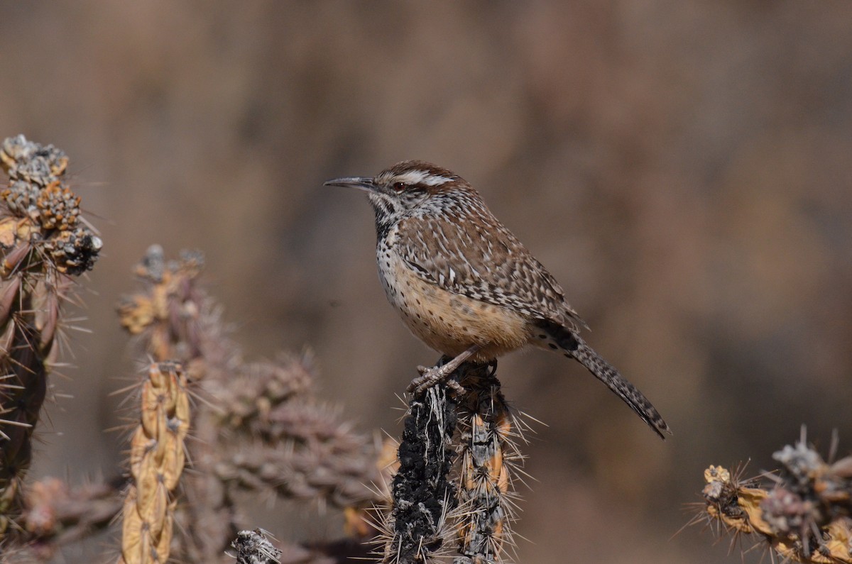 Cactus Wren - ML618008068