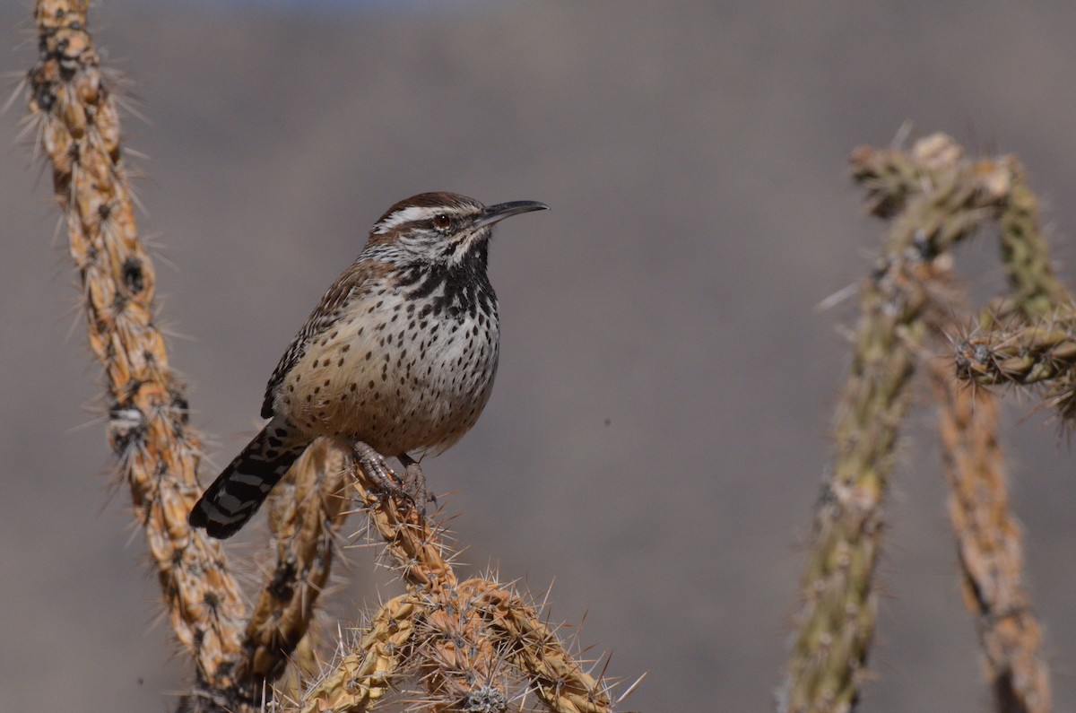 Cactus Wren - ML618008069