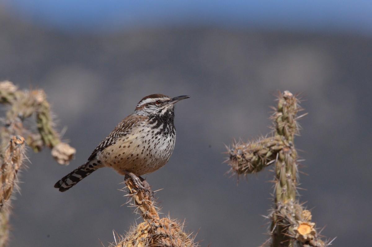 Cactus Wren - ML618008070