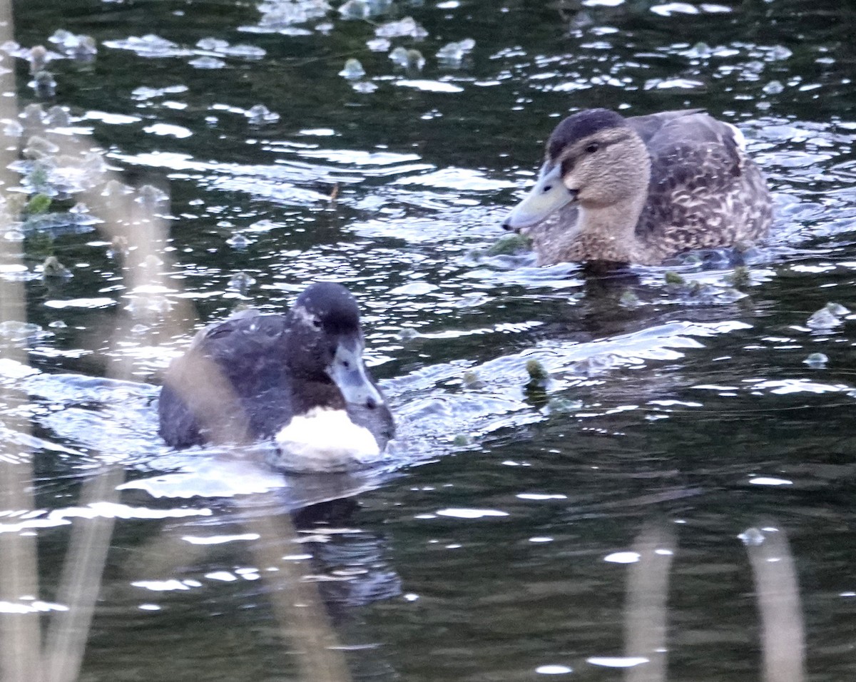 Mallard x Pacific Black Duck (hybrid) - ML618008073