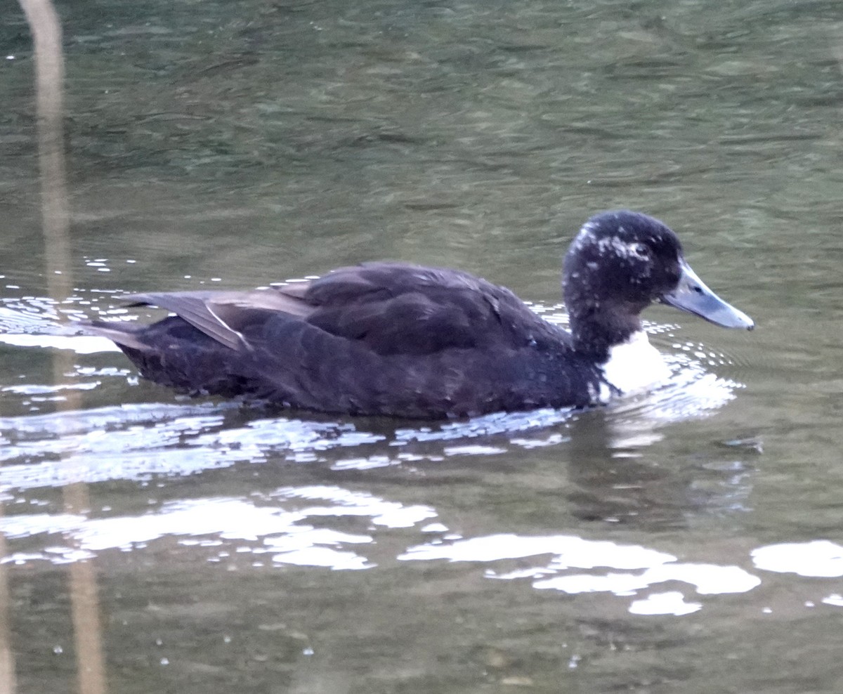 Mallard (Domestic type) - ML618008079