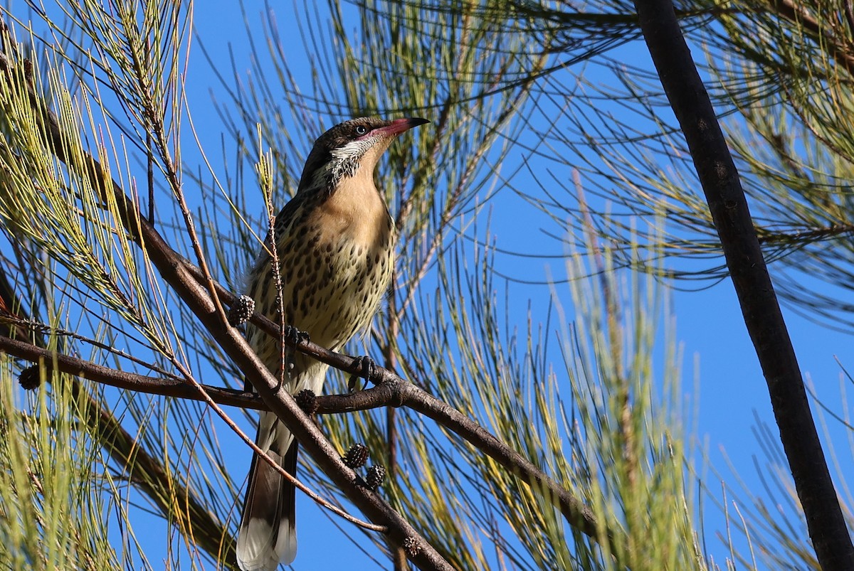 Spiny-cheeked Honeyeater - Paul Rowan