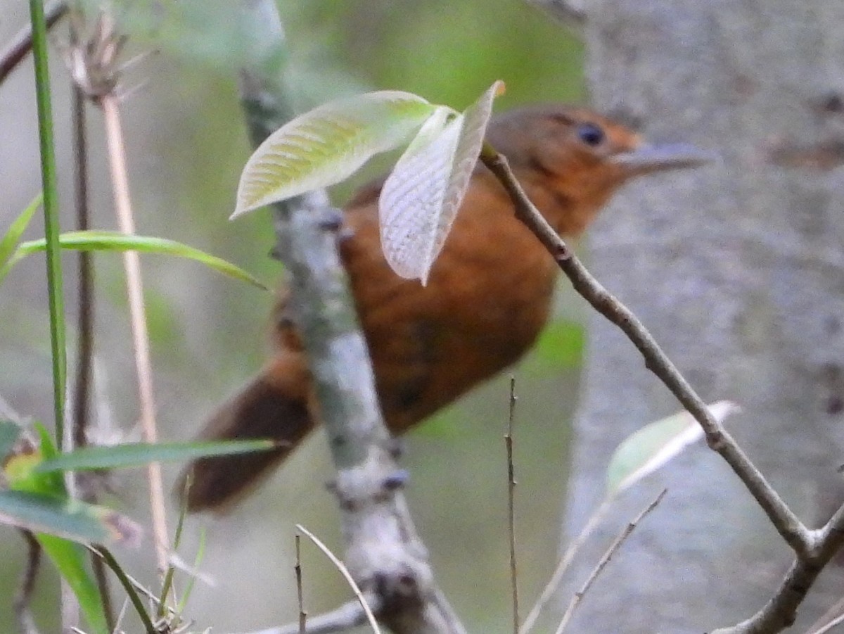 Dusky Antbird - Mary Leigh