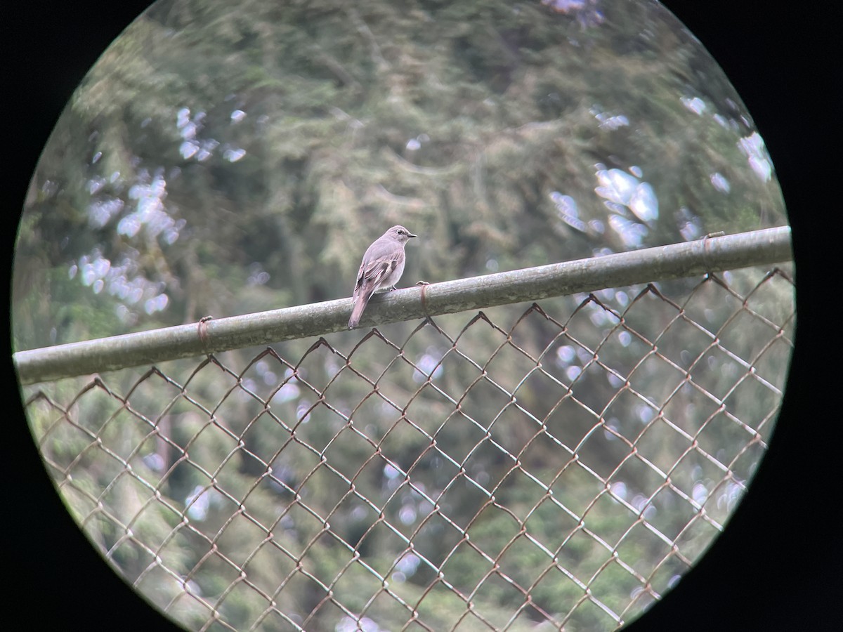 Townsend's Solitaire - ML618008094