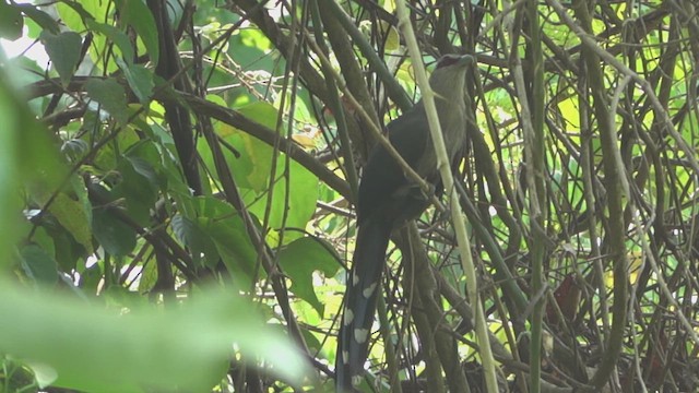 Green-billed Malkoha - ML618008100