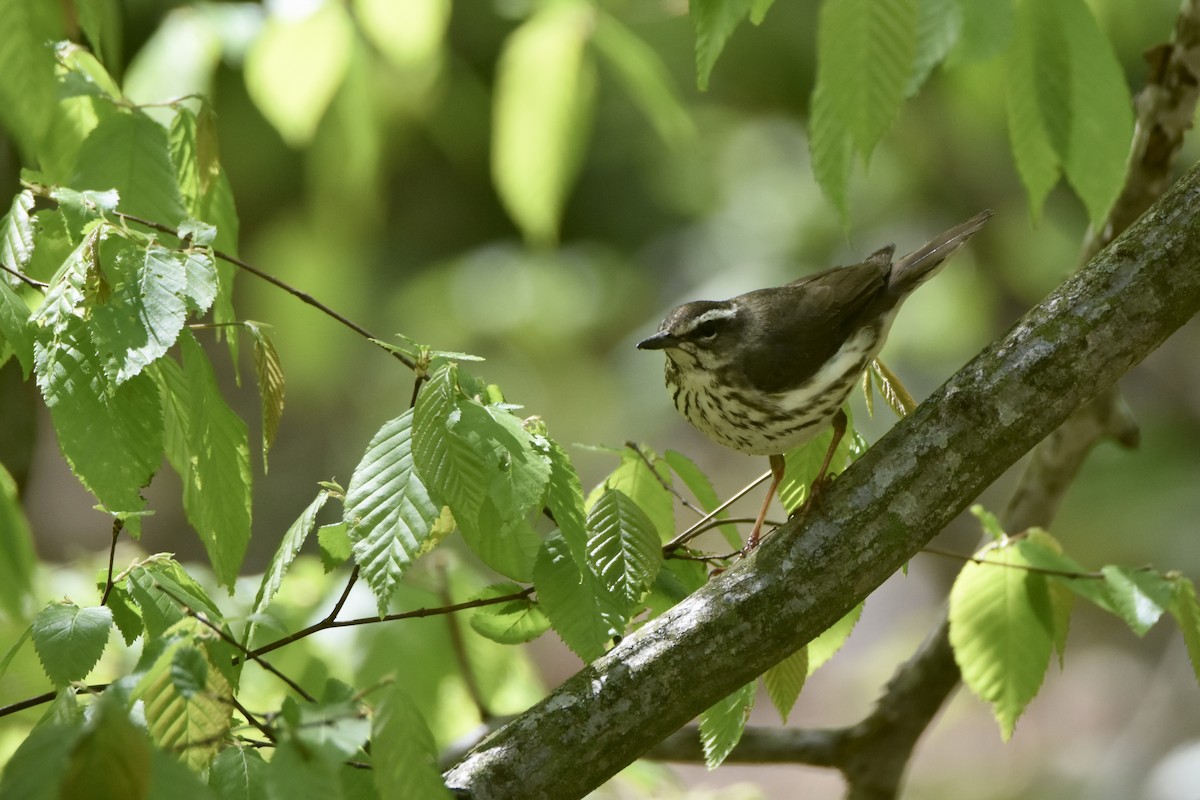 Louisiana Waterthrush - ML618008101