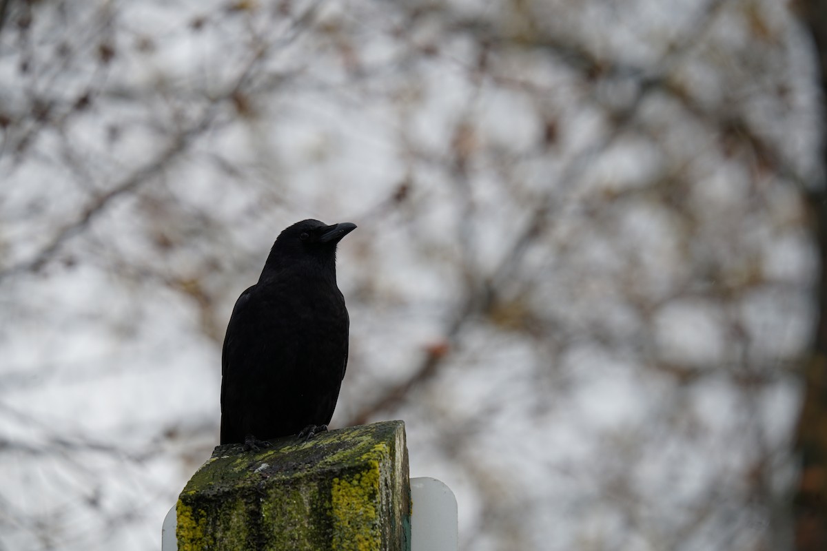 American Crow - ML618008151