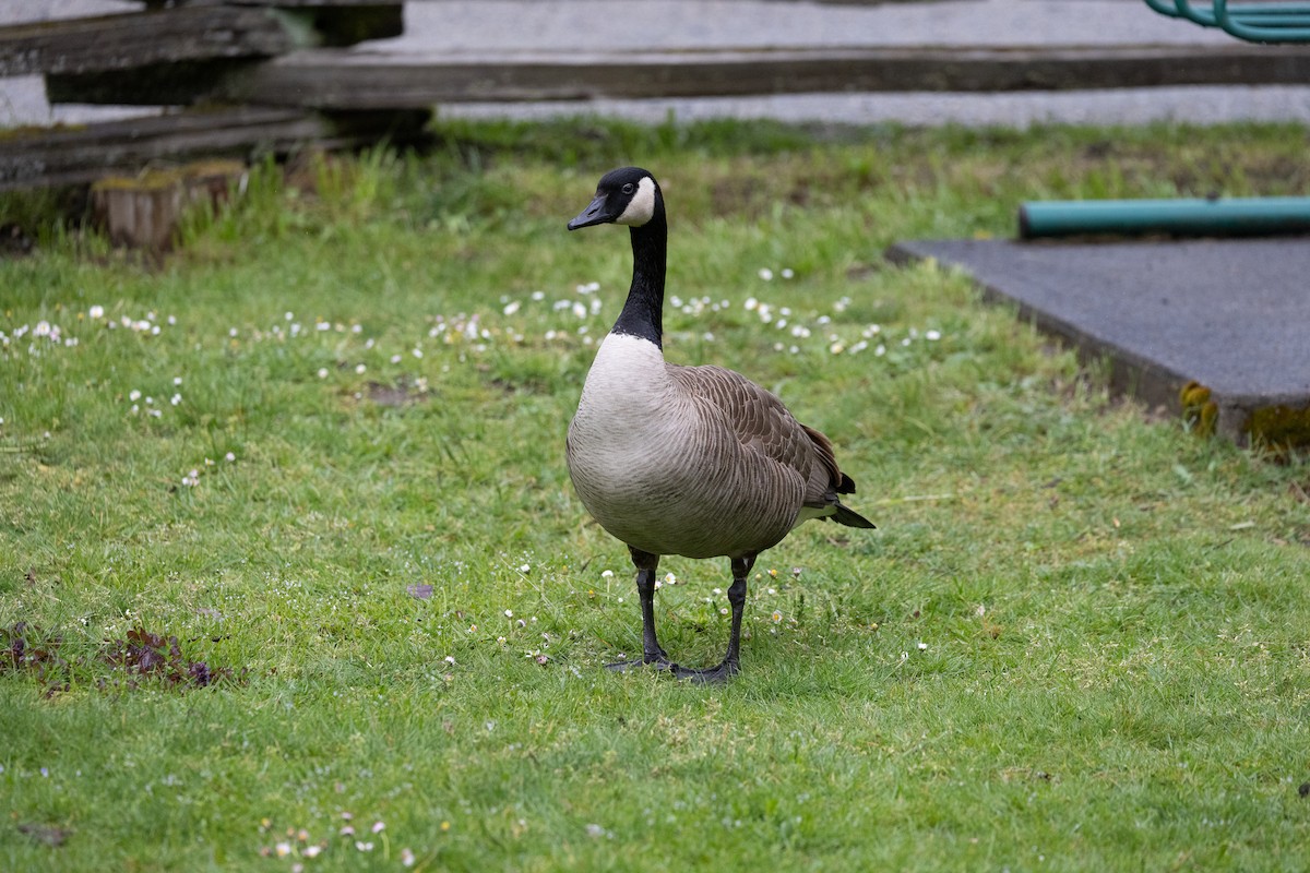 Canada Goose - ML618008164