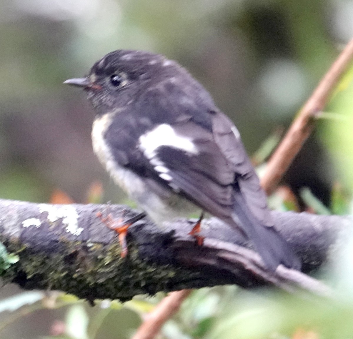 Petroica Carbonera (grupo macrocephala) - ML618008171