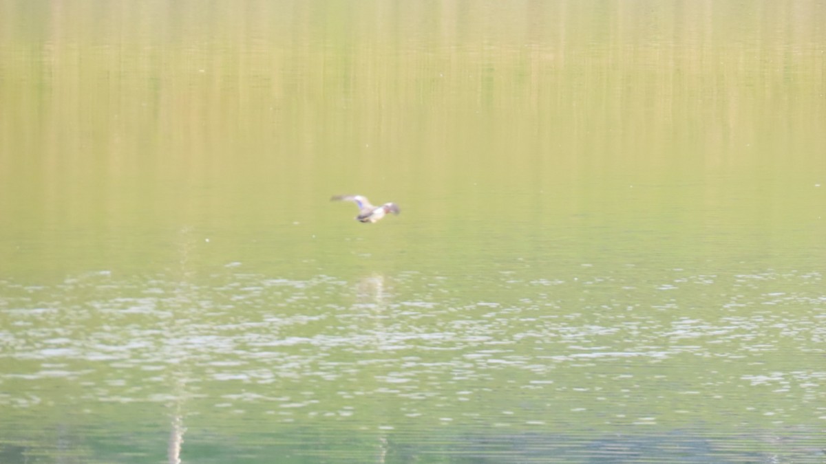 Eurasian Wigeon - YUKIKO ISHIKAWA