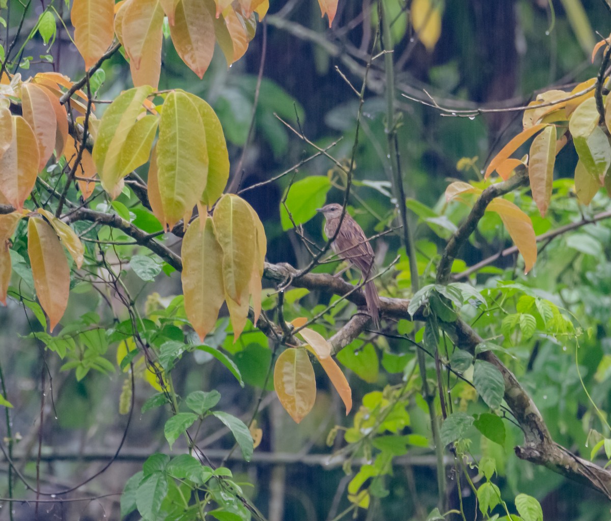 Striated Grassbird - ML618008203