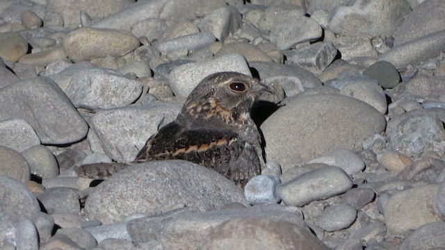 Savanna Nightjar - ML618008207