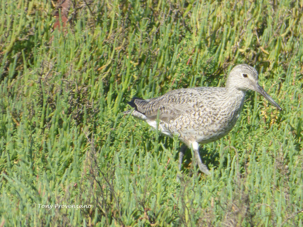 Willet - Tony Provenzano