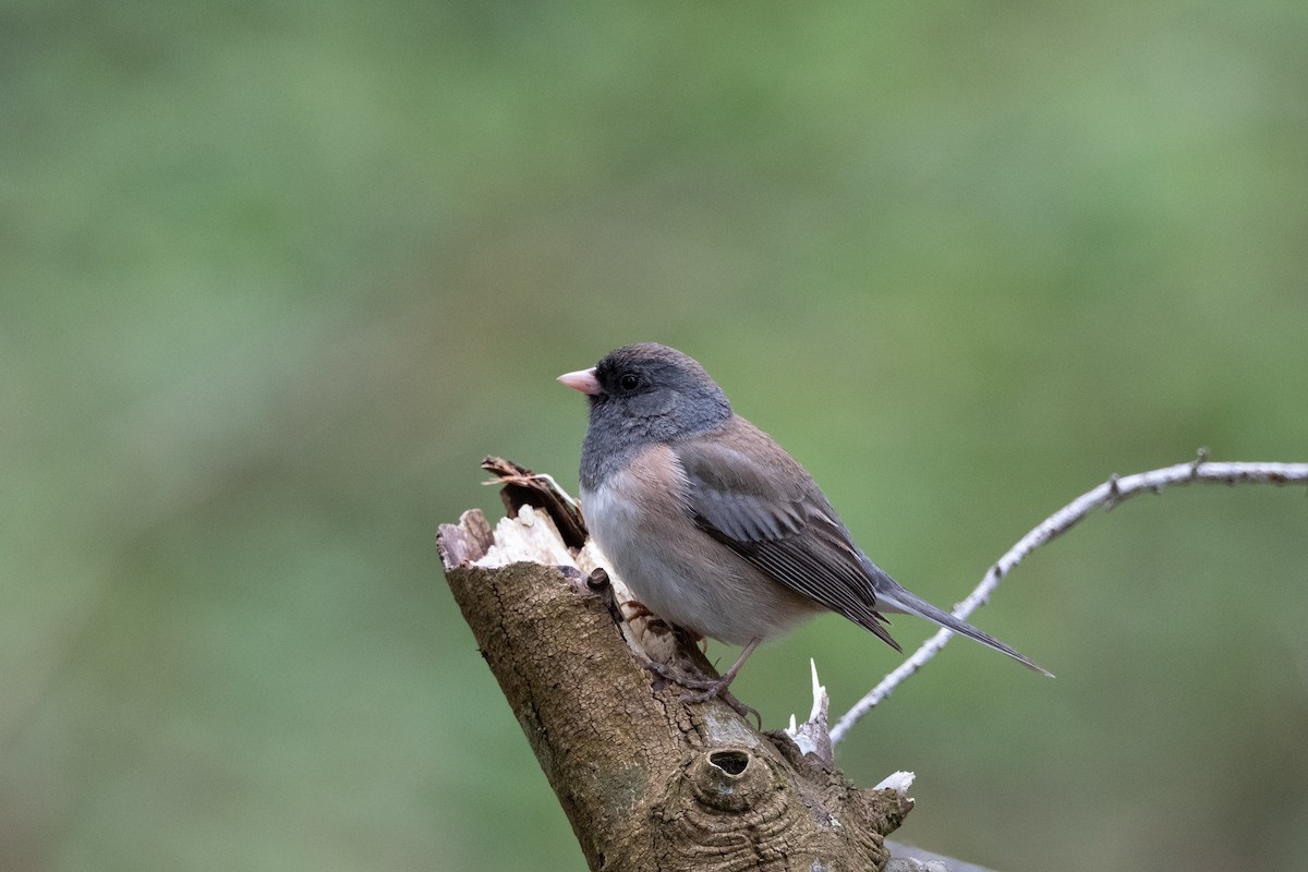 Dark-eyed Junco - ML618008299